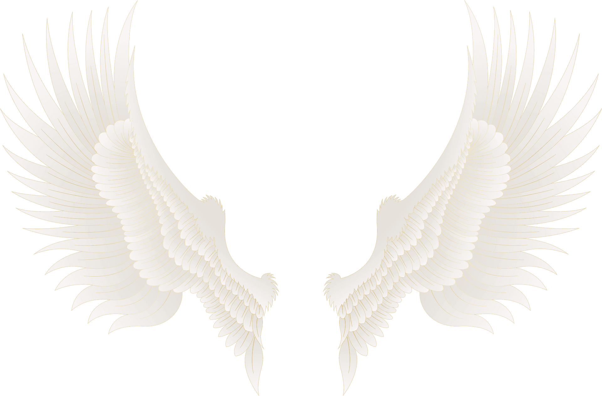 Elegant Feathered Wings Illustration PNG Image