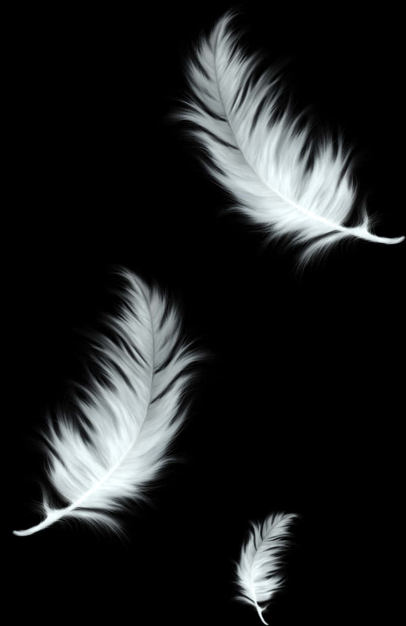 Elegant Feathersin Blackand White PNG Image