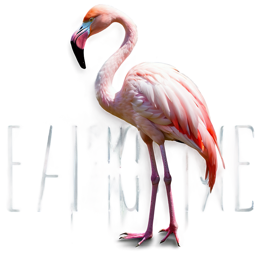 Elegant Flamingo Pose Png Wkw13 PNG Image