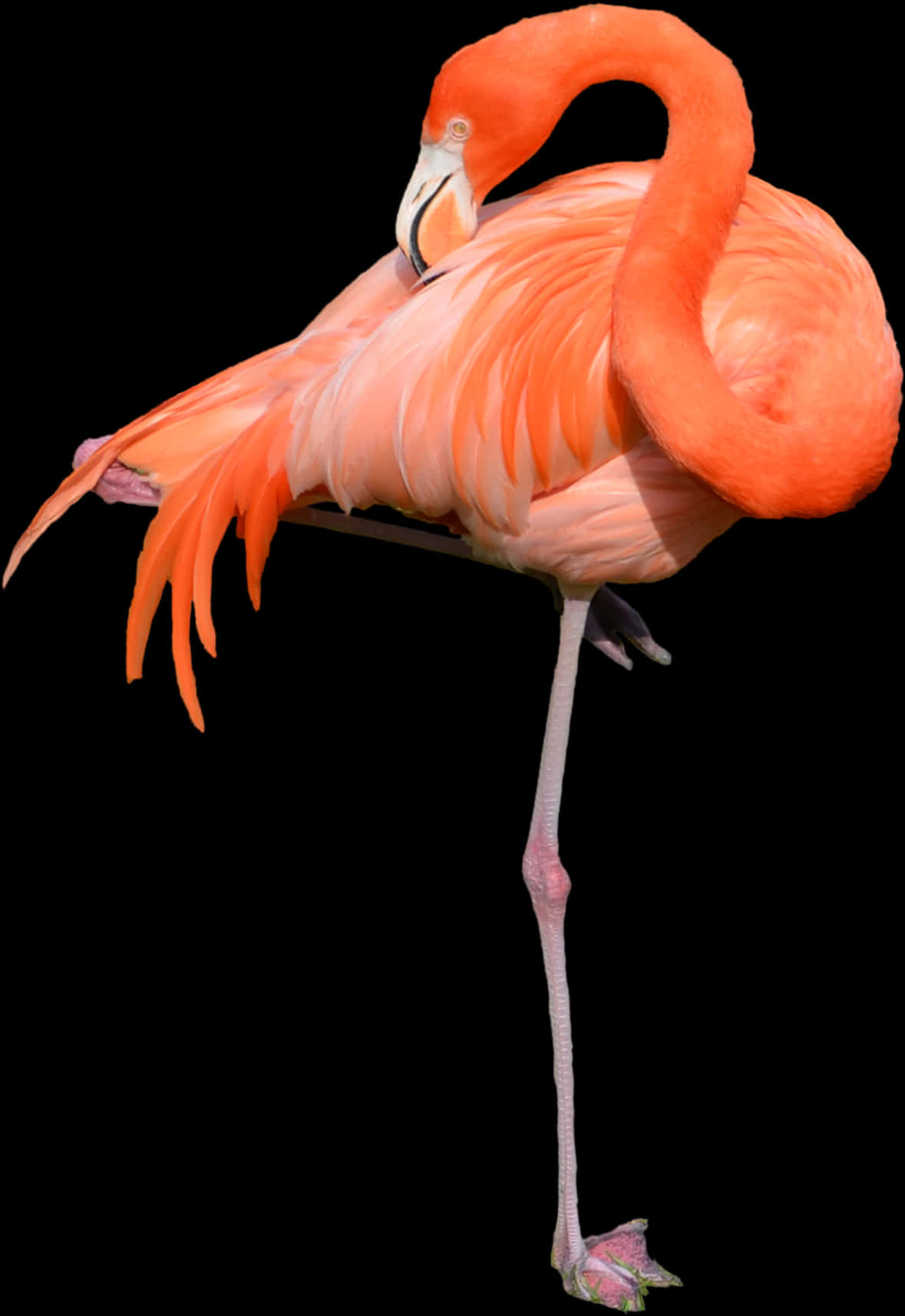 Elegant Flamingo Standing One Leg PNG Image