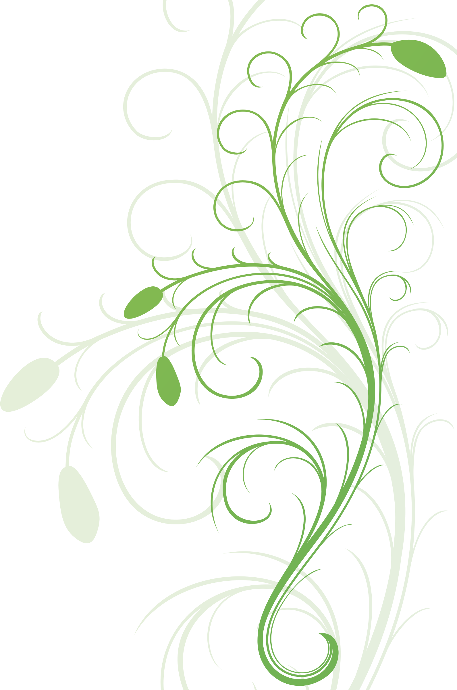 Elegant Floral Vine Design PNG Image