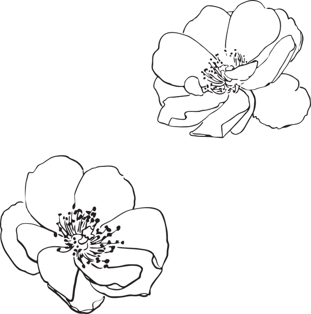 Elegant Flower Outlines PNG Image