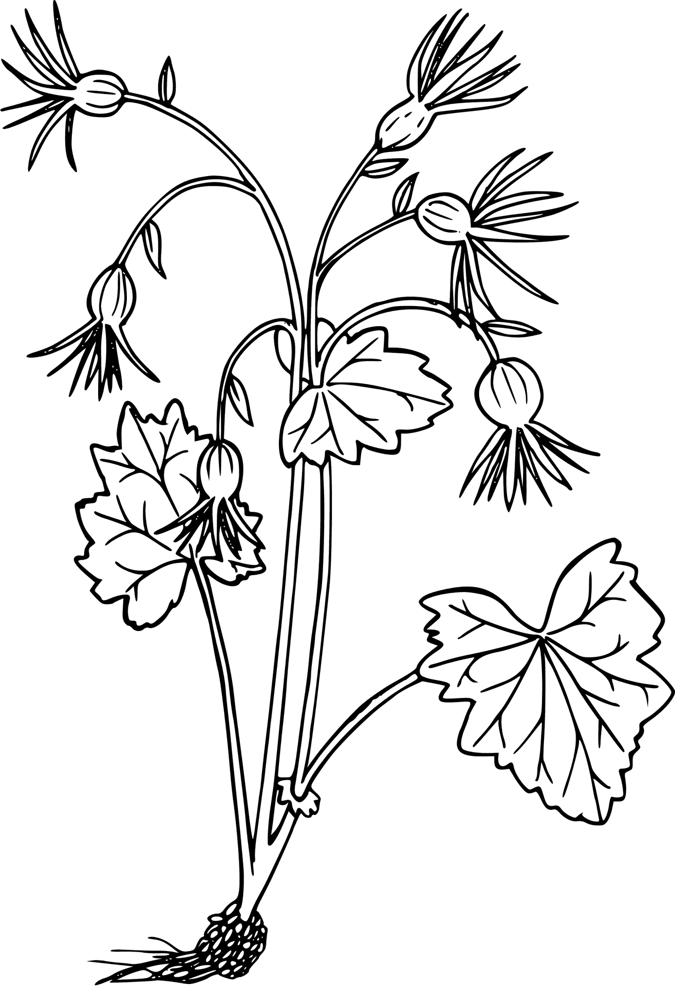 Elegant Flower Sketch PNG Image