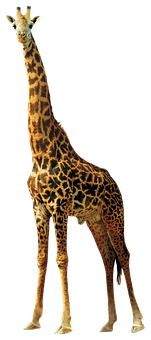 Elegant Giraffe Standing Isolated PNG Image