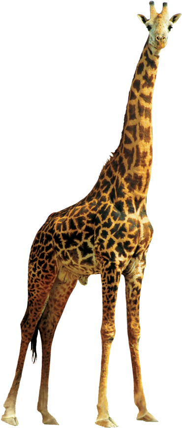 Elegant Giraffe Standing Tall PNG Image