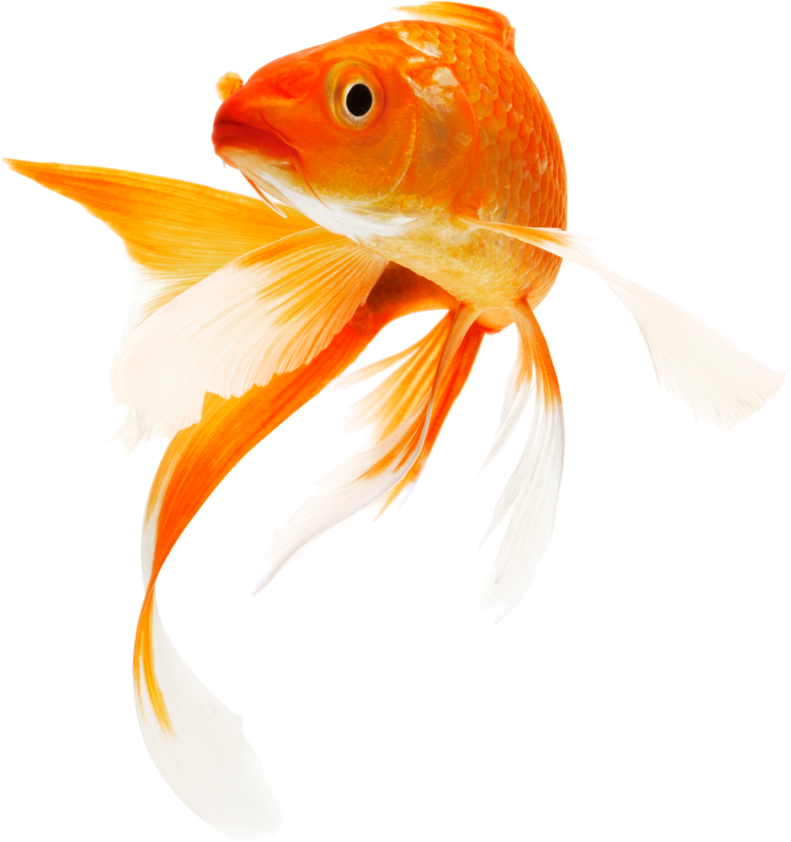 Elegant Goldfish Swimming.png PNG Image