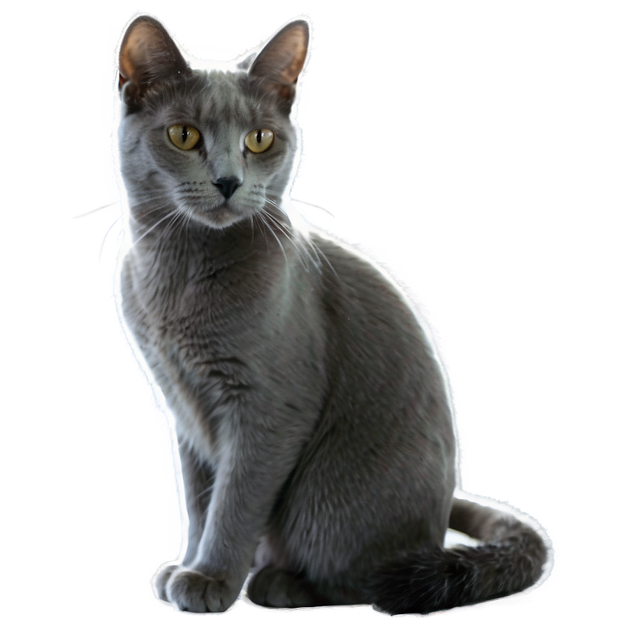 Elegant Grey Cat Png 7 PNG Image