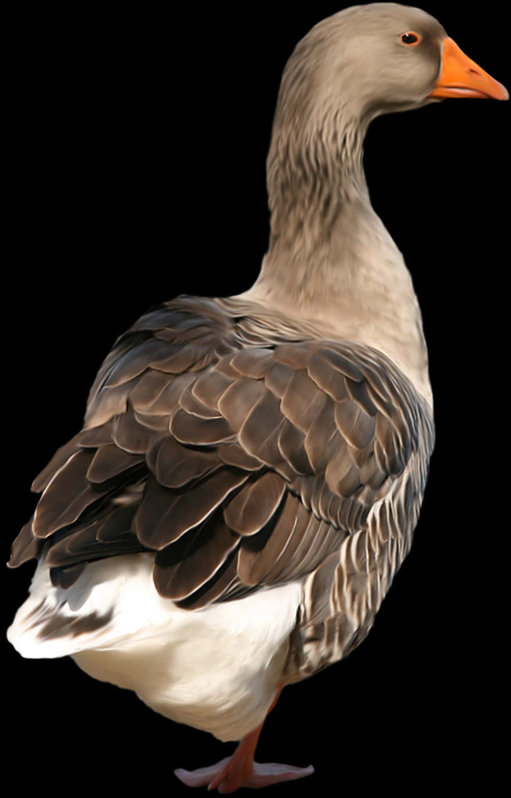 Elegant Grey Goose Portrait PNG Image