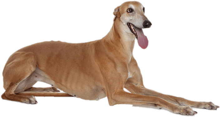 Elegant Greyhound Lying Down PNG Image