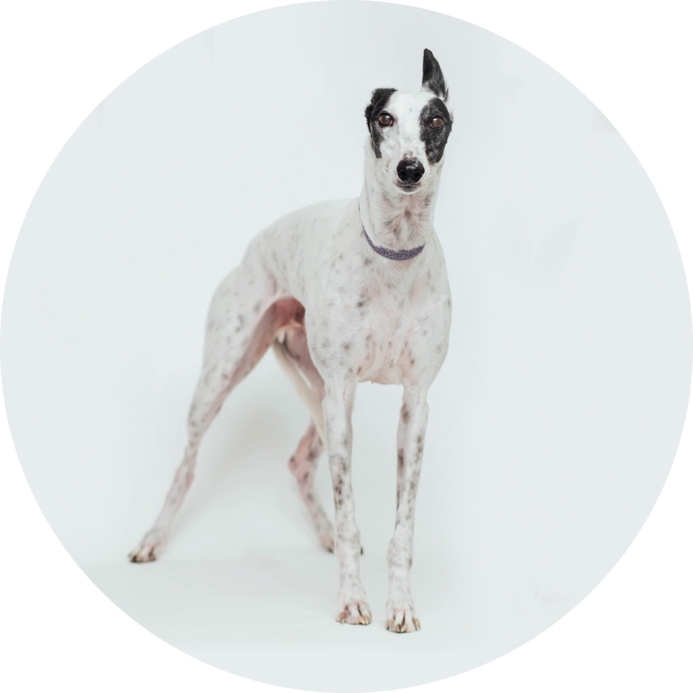 Elegant Greyhound Standing Portrait PNG Image