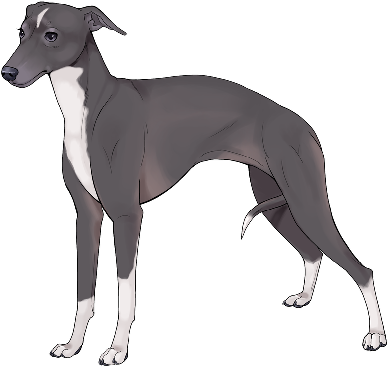 Elegant Greyhound Standing PNG Image