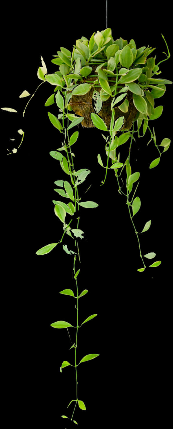 Elegant Hanging Plant Black Background PNG Image