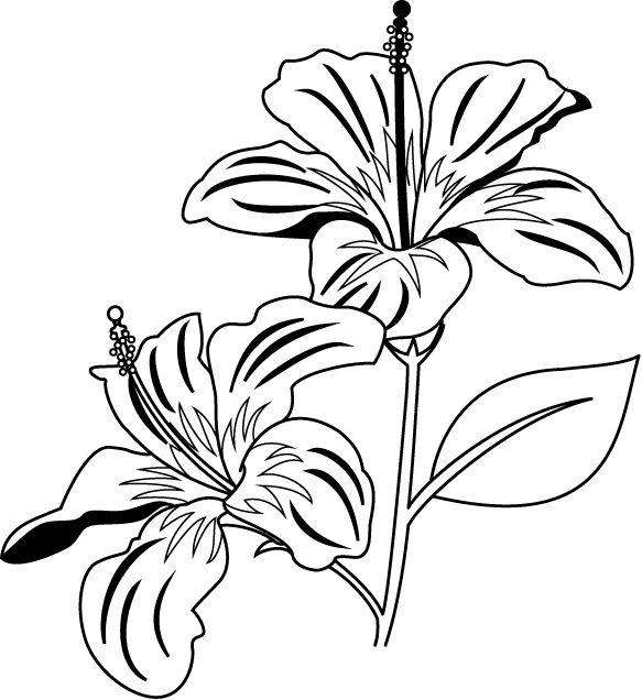 Elegant Hibiscus Floral Illustration B W PNG Image