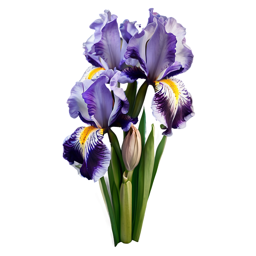 Elegant Iris Bouquet Png 61 PNG Image