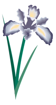 Elegant Iris Vector Art PNG Image