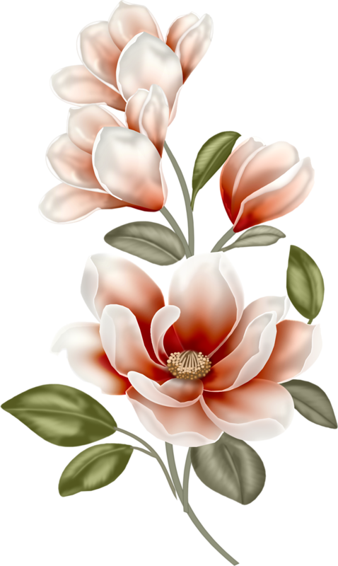 Elegant Magnolia Blossoms PNG Image