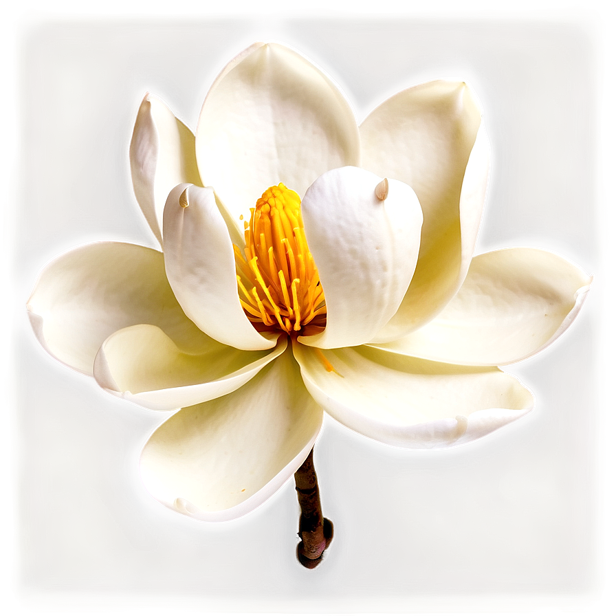 Elegant Magnolia Flower Png Adf21 PNG Image