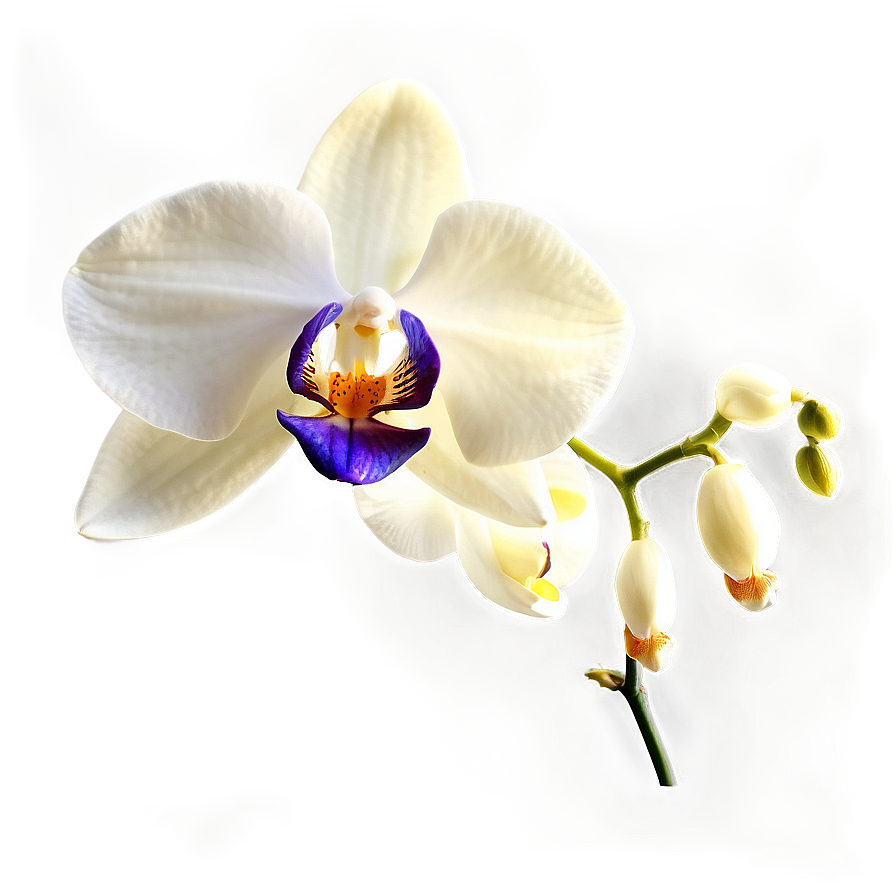 Elegant Orchid Png 77 PNG Image