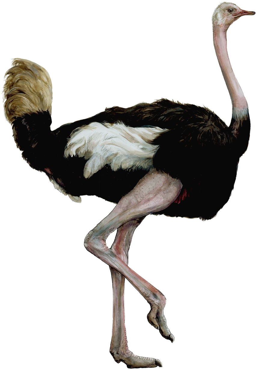 Elegant Ostrich Standing PNG Image