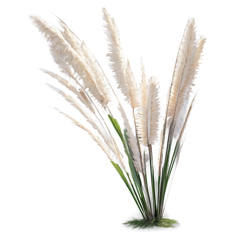 Elegant Pampas Grass Png 41 PNG Image