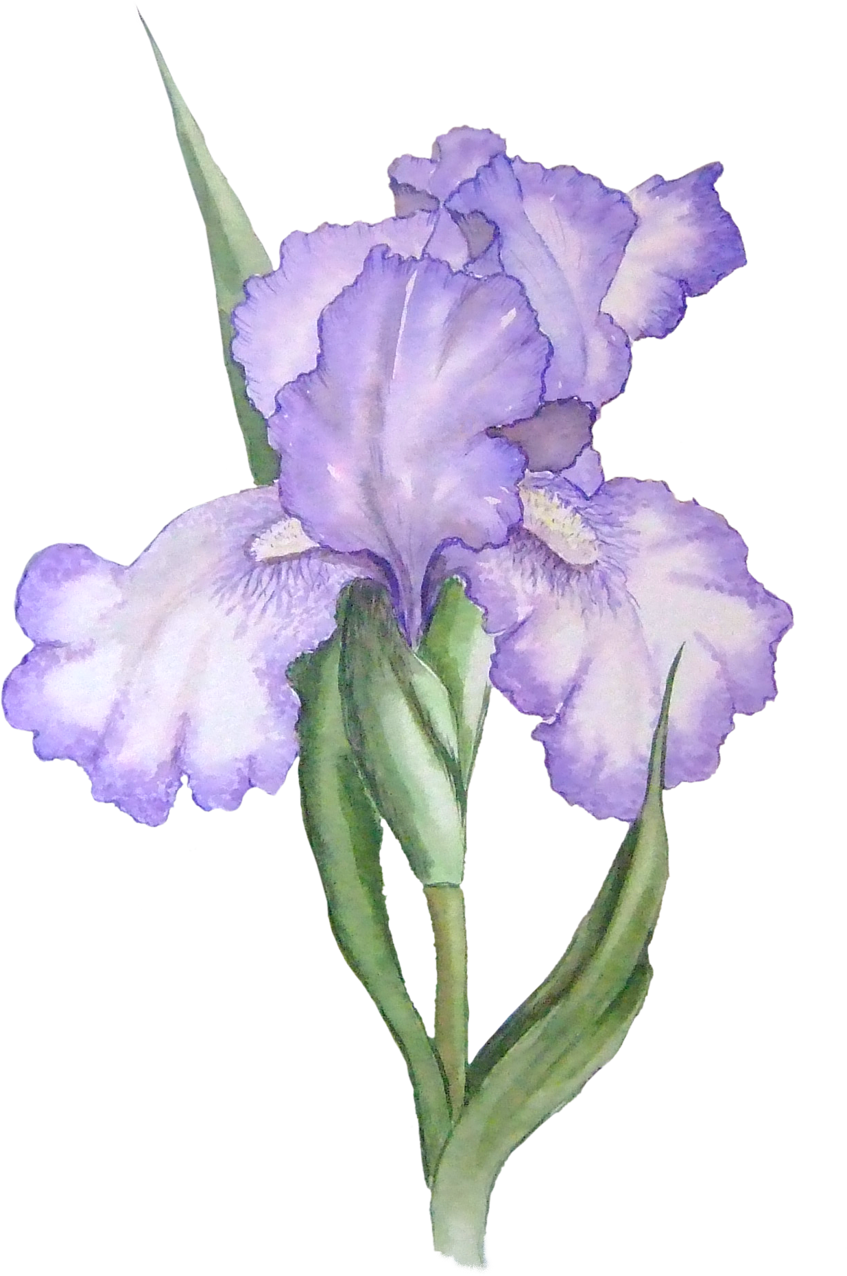 Elegant Purple Iris Watercolor PNG Image