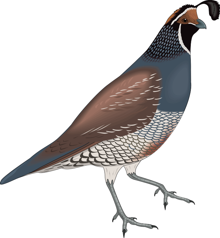 Elegant Quail Illustration PNG Image