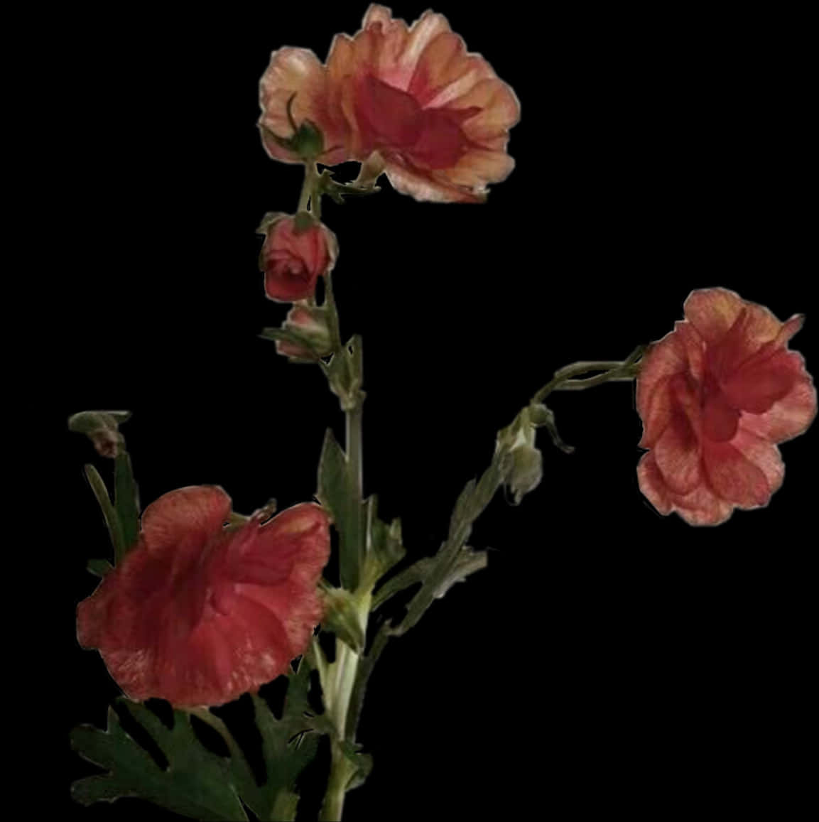 Elegant Red Carnation Flowers Dark Background PNG Image