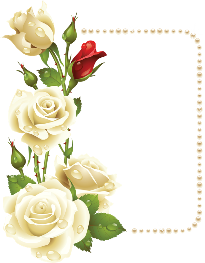 Elegant Rose Frame PNG Image