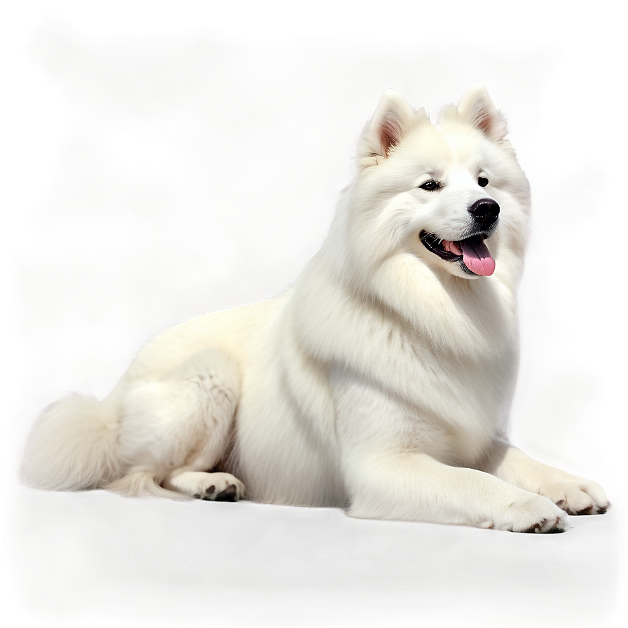 Elegant Samoyed Sitting Png Mfh PNG Image