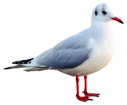 Elegant Seagull Black Background PNG Image