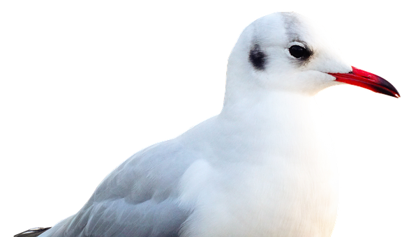 Elegant Seagull Portrait PNG Image