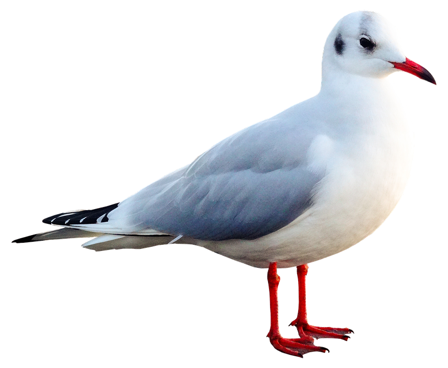 Elegant Seagull Standing PNG Image