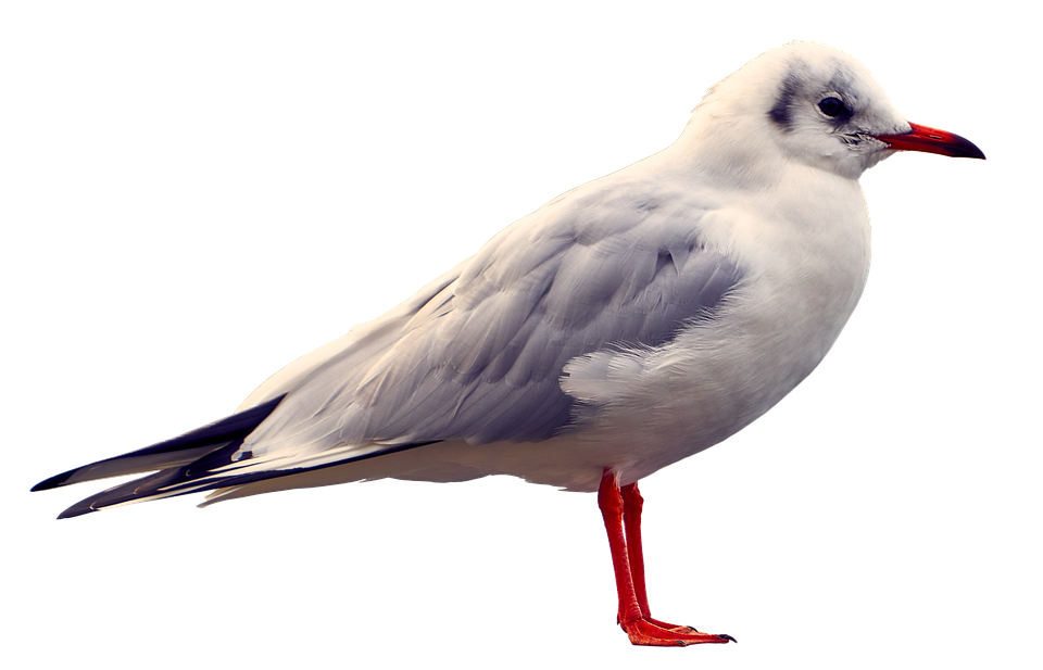 Elegant Seagull Standing PNG Image