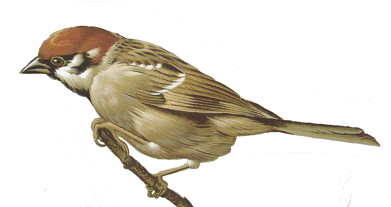 Elegant Sparrow Illustration PNG Image