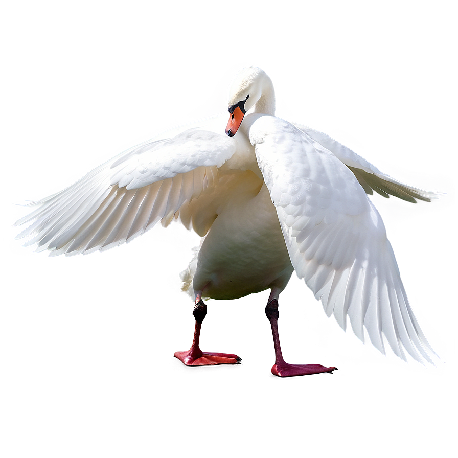 Elegant Swans Png Ygy81 PNG Image