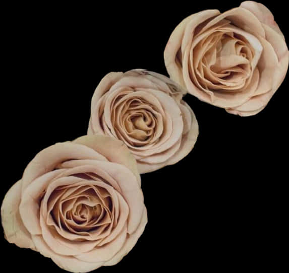 Elegant_ Trio_of_ Blush_ Roses PNG Image