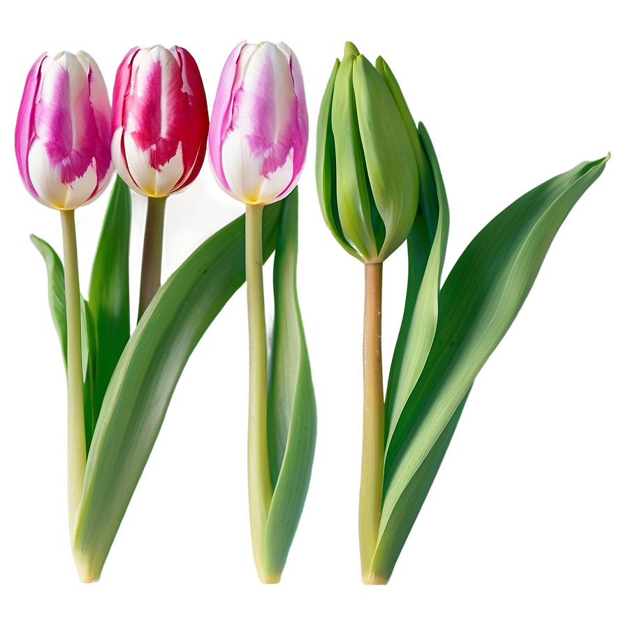 Elegant Tulip Png 83 PNG Image