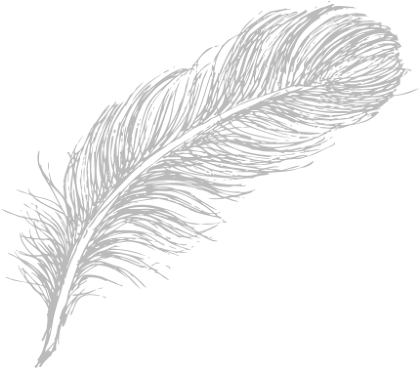 Elegant White Feather Illustration PNG Image