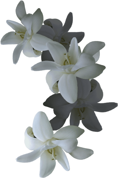 Elegant White Orchids PNG Image