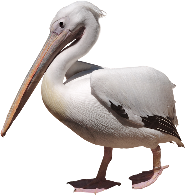 Elegant White Pelican Profile PNG Image