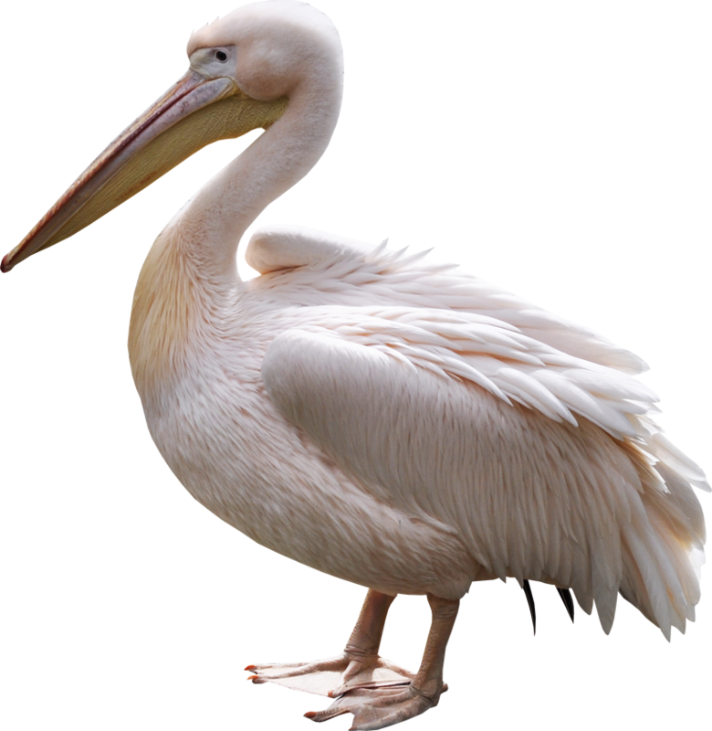 Elegant White Pelican Standing PNG Image