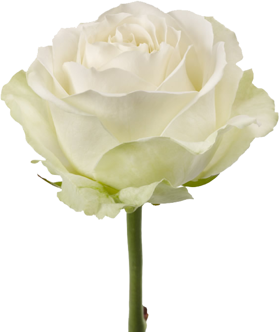 Elegant White Rose PNG Image