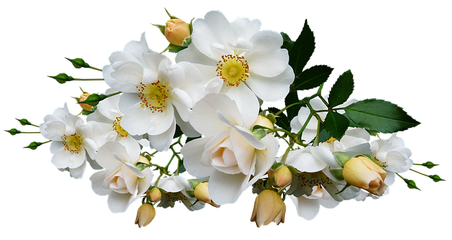 Elegant White Roseson Black Background PNG Image