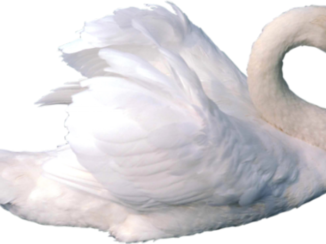 Elegant White Swan Graceful Pose PNG Image