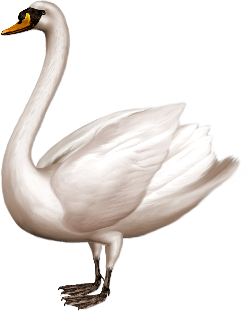 Elegant White Swan Illustration.png PNG Image