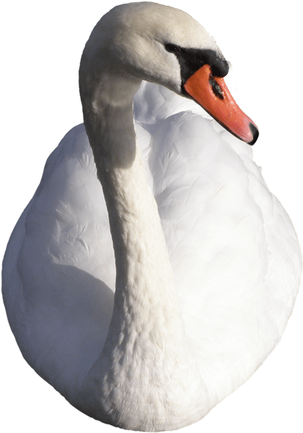 Elegant White Swan Portrait PNG Image