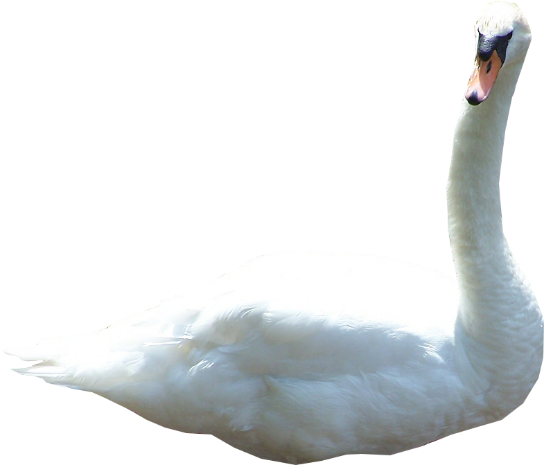 Elegant White Swan Profile PNG Image