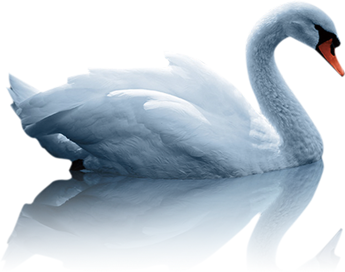 Elegant White Swan Reflection PNG Image