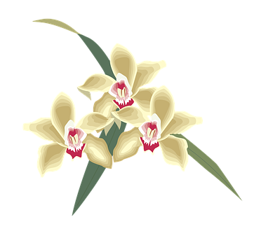 Elegant Yellow Orchids PNG Image