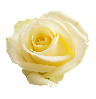 Elegant Yellow Rose Black Background PNG Image